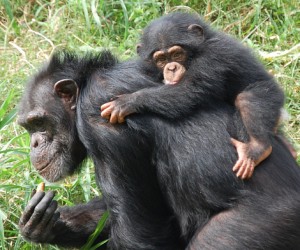 If Reproduction is What Living’s All About, Why Does it Stop?