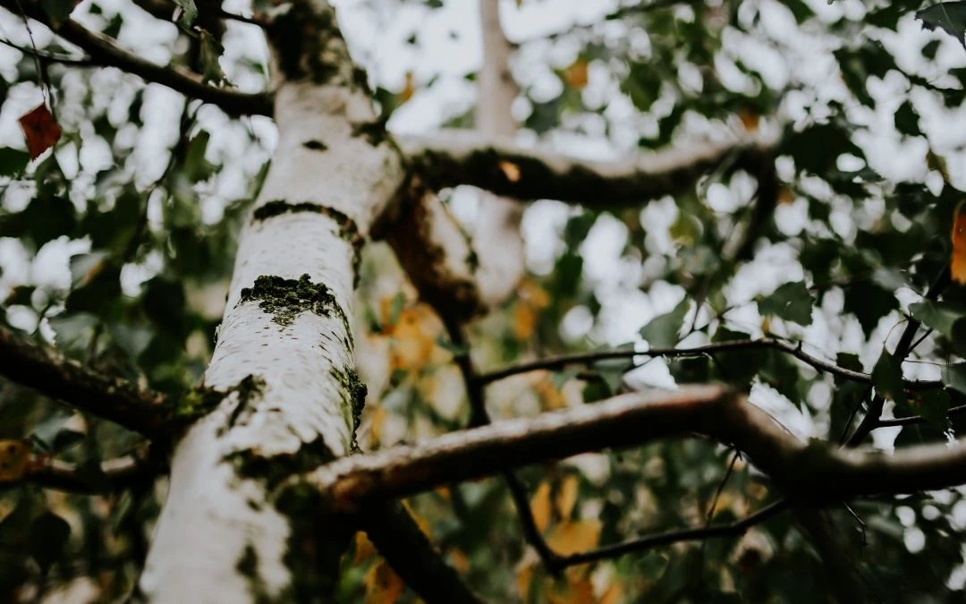 The Secret Behind Why Nature Makes Us Feel So Good